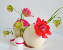 Fritillaria Acmopetala 20 Fritillaria Acmopetala -Beauty Flowers Shop 241863 682a3