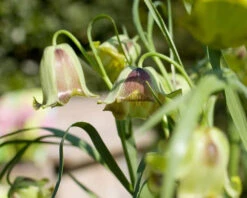 Fritillaria Acmopetala 21 Fritillaria Acmopetala -Beauty Flowers Shop 41227 1c33e