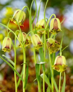Fritillaria Acmopetala 22 Fritillaria Acmopetala -Beauty Flowers Shop 44893 ba67a