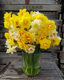 Narcissus 'Double Mixed' -Beauty Flowers Shop 63d1e5cd f939 4080 a965 61e2e243839c