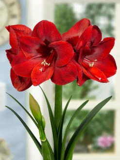 Amaryllis 'Carmen' 11 Amaryllis 'Carmen' -Beauty Flowers Shop FA 11 0882 Hippeastrum Carmen