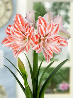 Amaryllis 'Dancing Queen' 14 Amaryllis 'Dancing Queen' -Beauty Flowers Shop FA 11 0889 Hippeastrum Dancing Queen