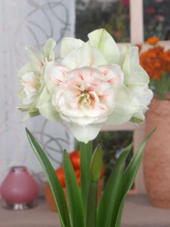 Amaryllis 'Nymph' 15 Amaryllis 'Nymph' -Beauty Flowers Shop FA 13 0058 Hippeastrum Nymph