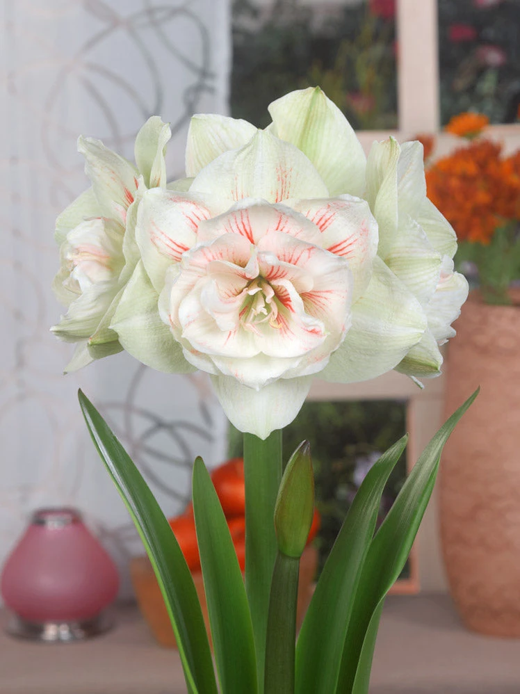 Amaryllis 'Nymph' 9 Amaryllis 'Nymph' - Image 7