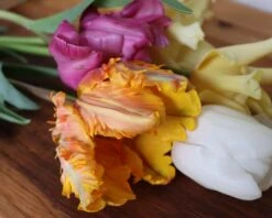 Tulip 'Princess Irene Parrot' -Beauty Flowers Shop IMG 1525