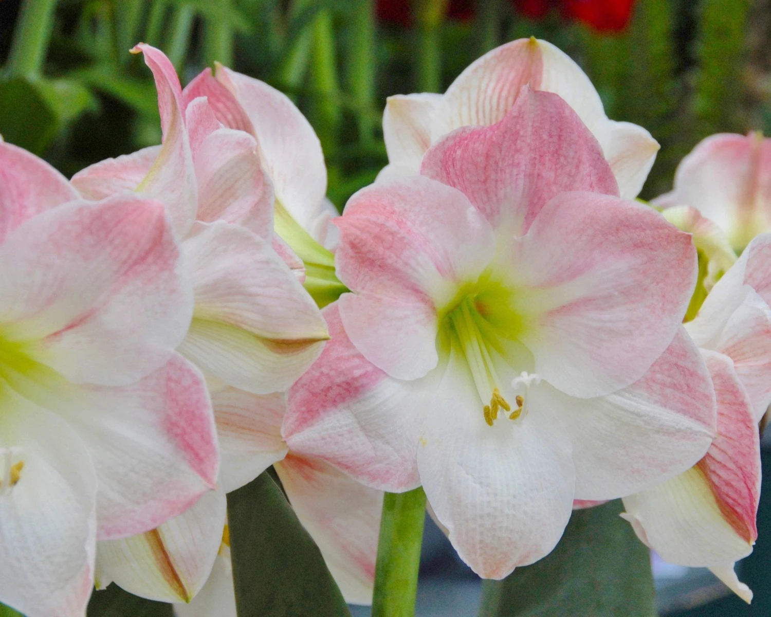 Amaryllis 'Apple Blossom' 4 Amaryllis 'Apple Blossom' - Image 2