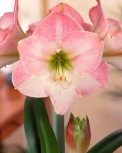 Amaryllis 'Apple Blossom' 7 Amaryllis 'Apple Blossom' -Beauty Flowers Shop amaryllis apple blossom
