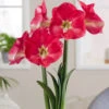 Amaryllis 'Candy Cream' 2 Amaryllis 'Candy Cream' -Beauty Flowers Shop amaryllis candy cream 2