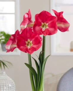 Amaryllis 'Candy Cream'