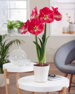 Amaryllis 'Candy Cream' 7 Amaryllis 'Candy Cream' -Beauty Flowers Shop amaryllis candy cream 2 1