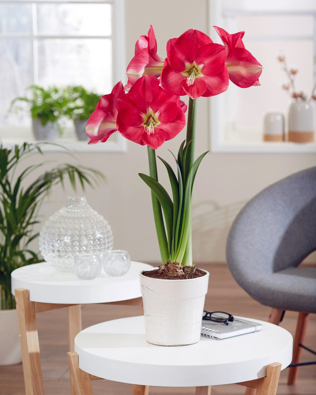 Amaryllis 'Candy Cream' 5 Amaryllis 'Candy Cream' - Image 3