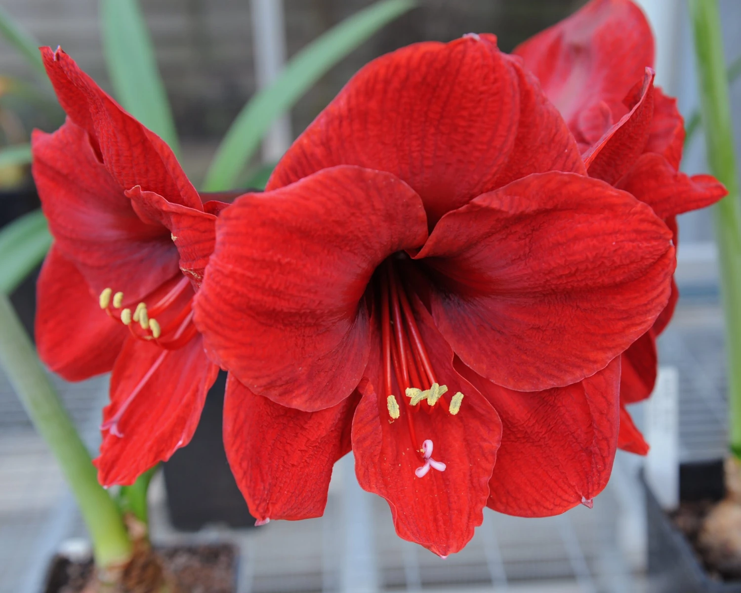 Amaryllis 'Carmen' 5 Amaryllis 'Carmen' - Image 3