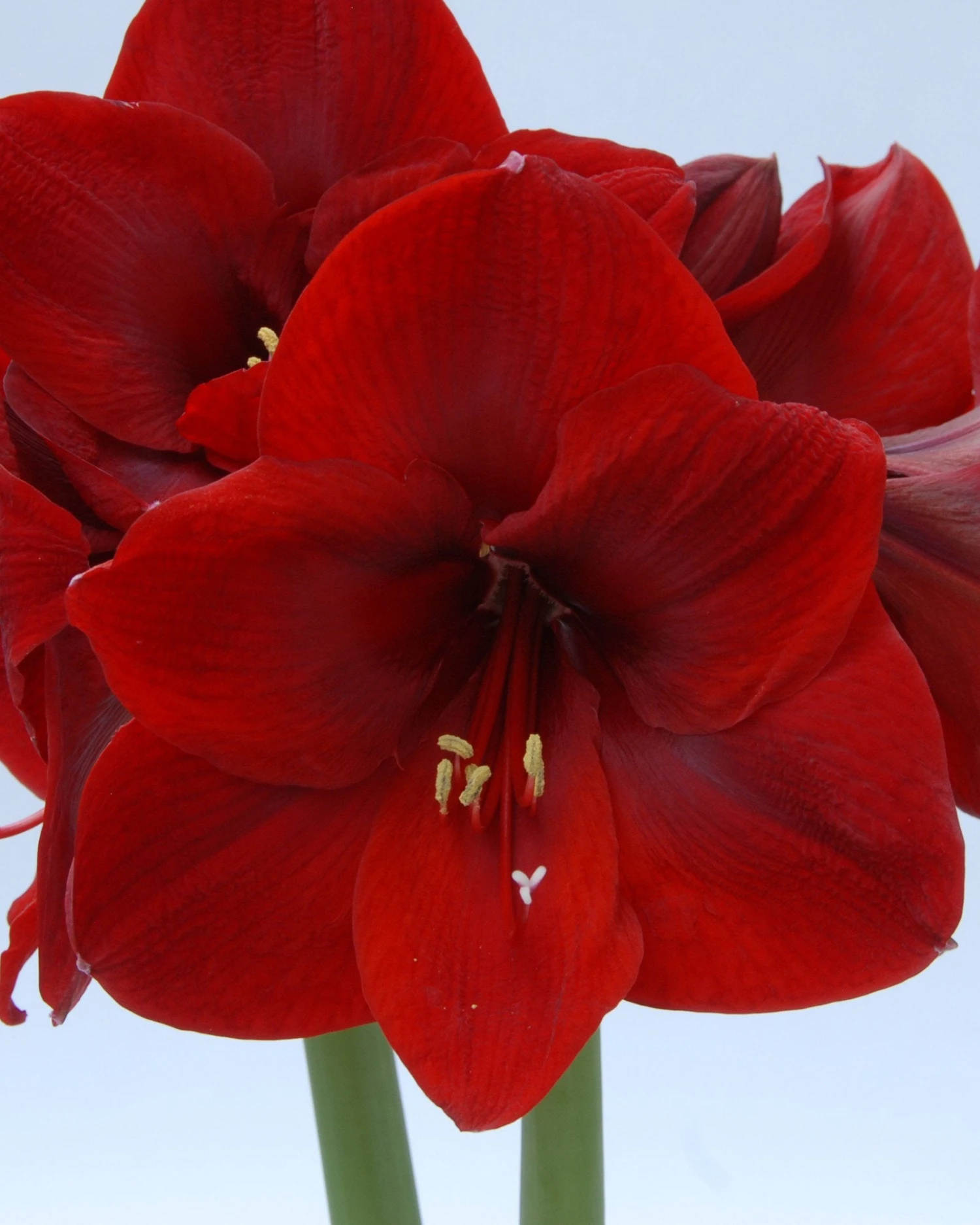 Amaryllis 'Carmen' 8 Amaryllis 'Carmen' - Image 6