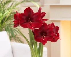 Amaryllis 'Carmen' 12 Amaryllis 'Carmen' -Beauty Flowers Shop amaryllis carmen 5