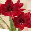 Amaryllis 'Carmen' -Beauty Flowers Shop amaryllis carmen 6 8199757a 4513 47f4 887d 66993a5082f9
