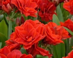Amaryllis 'Cherry Nymph' 19 Amaryllis 'Cherry Nymph' -Beauty Flowers Shop amaryllis cherry nymph 4