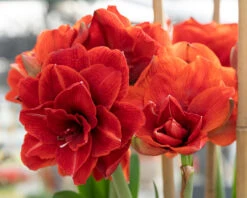 Amaryllis 'Cherry Nymph' 13 Amaryllis 'Cherry Nymph' -Beauty Flowers Shop amaryllis cherry nymph 7