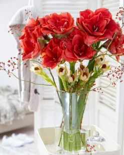 Amaryllis 'Cherry Nymph' 16 Amaryllis 'Cherry Nymph' -Beauty Flowers Shop amaryllis cherry nymph 9