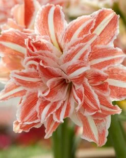 Amaryllis 'Dancing Queen' 12 Amaryllis 'Dancing Queen' -Beauty Flowers Shop amaryllis dancing queen 0