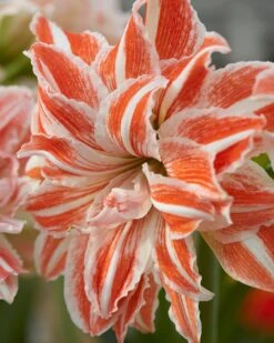 Amaryllis 'Dancing Queen' 11 Amaryllis 'Dancing Queen' -Beauty Flowers Shop amaryllis dancing queen 1 4fb950d3 1c23 4a96 a040 933a7c900567