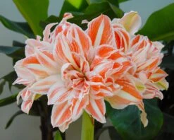 Amaryllis 'Dancing Queen' 13 Amaryllis 'Dancing Queen' -Beauty Flowers Shop amaryllis dancing queen 2