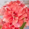 Amaryllis 'Double Dream' 1 Amaryllis 'Double Dream' -Beauty Flowers Shop amaryllis double dream