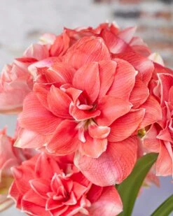Amaryllis 'Double Dream'