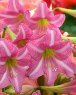 Amaryllis 'Estella' 15 Amaryllis 'Estella' -Beauty Flowers Shop amaryllis estella 11