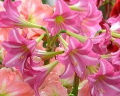 Amaryllis 'Estella' 17 Amaryllis 'Estella' -Beauty Flowers Shop amaryllis estella 4