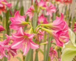 Amaryllis 'Estella' 14 Amaryllis 'Estella' -Beauty Flowers Shop amaryllis estella 7