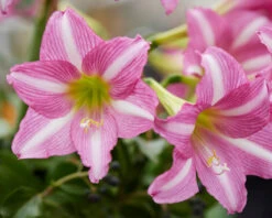 Amaryllis 'Estella' 20 Amaryllis 'Estella' -Beauty Flowers Shop amaryllis estella 8