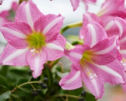 Amaryllis 'Estella' 21 Amaryllis 'Estella' -Beauty Flowers Shop amaryllis estella 9