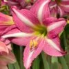 Amaryllis 'Estella' 1 Amaryllis 'Estella' -Beauty Flowers Shop amaryllis estelle 0
