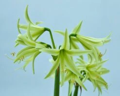 Amaryllis 'Evergreen' -Beauty Flowers Shop amaryllis evergreen 1