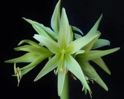 Amaryllis 'Evergreen' -Beauty Flowers Shop amaryllis evergreen 3