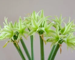 Amaryllis 'Evergreen' -Beauty Flowers Shop amaryllis evergreen 4