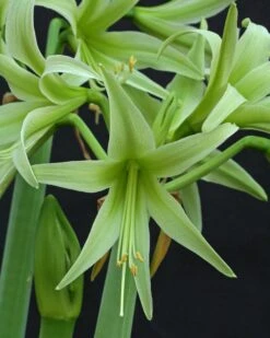 Amaryllis 'Evergreen' -Beauty Flowers Shop amaryllis evergreen 6
