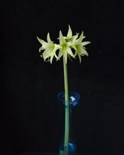 Amaryllis 'Evergreen' -Beauty Flowers Shop amaryllis evergreen 7