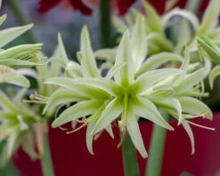 Amaryllis 'Evergreen' -Beauty Flowers Shop amaryllis evergreen 8