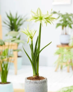 Amaryllis 'Evergreen' -Beauty Flowers Shop amaryllis evergreen 9