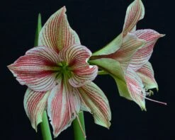 Amaryllis 'Exotic Star' 23 Amaryllis 'Exotic Star' -Beauty Flowers Shop amaryllis exotic star 1