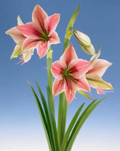Amaryllis 'Exotic Star' 19 Amaryllis 'Exotic Star' -Beauty Flowers Shop amaryllis exotic star 10