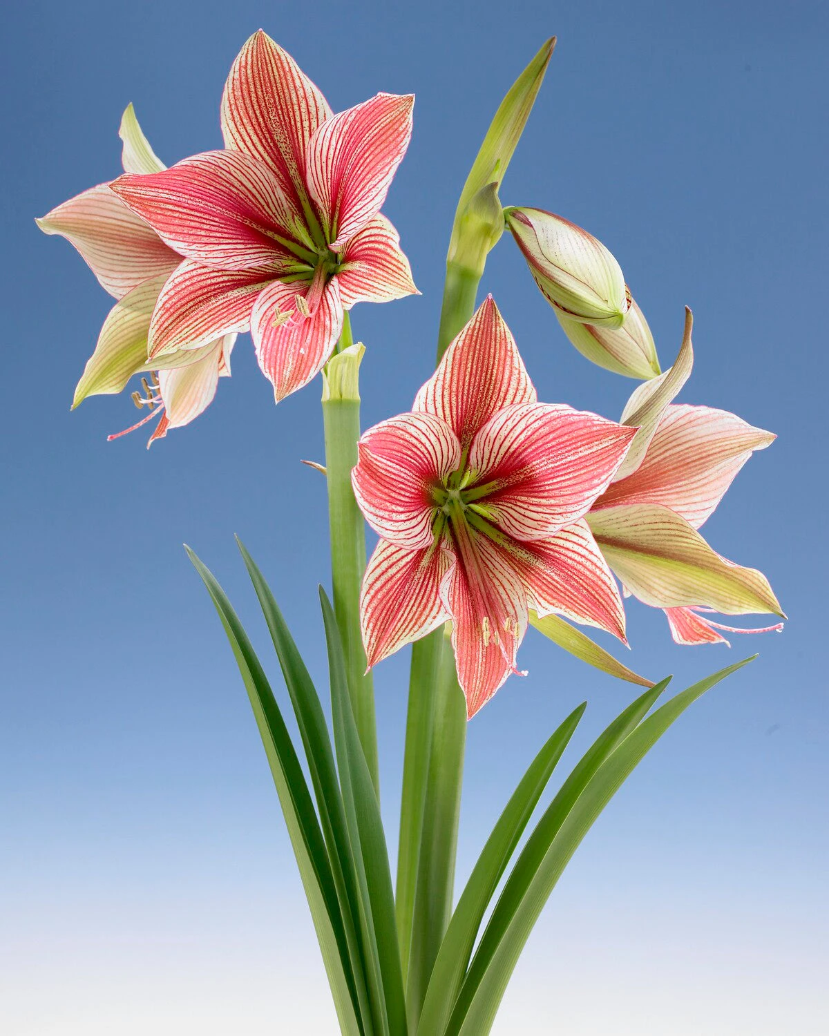Amaryllis 'Exotic Star' 8 Amaryllis 'Exotic Star' - Image 6