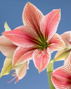 Amaryllis 'Exotic Star' 18 Amaryllis 'Exotic Star' -Beauty Flowers Shop amaryllis exotic star 11