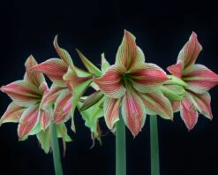 Amaryllis 'Exotic Star' 20 Amaryllis 'Exotic Star' -Beauty Flowers Shop amaryllis exotic star 2
