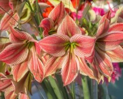 Amaryllis 'Exotic Star' 16 Amaryllis 'Exotic Star' -Beauty Flowers Shop amaryllis exotic star 3