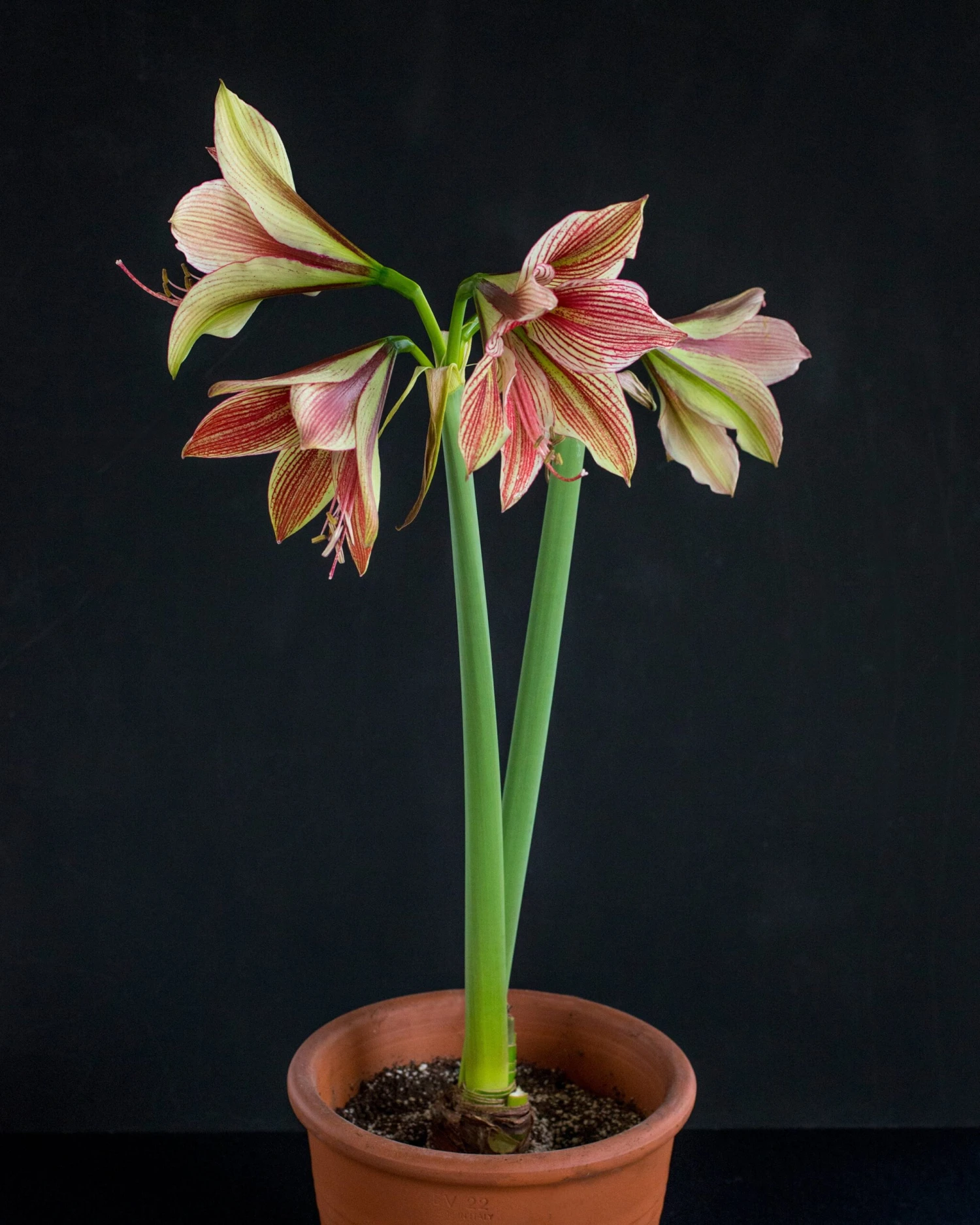 Amaryllis 'Exotic Star' 10 Amaryllis 'Exotic Star' - Image 8