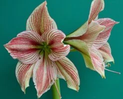 Amaryllis 'Exotic Star' 22 Amaryllis 'Exotic Star' -Beauty Flowers Shop amaryllis exotic star 6