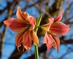 Amaryllis 'Exotic Star' 24 Amaryllis 'Exotic Star' -Beauty Flowers Shop amaryllis exotic star 7
