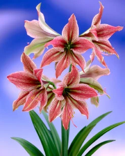 Amaryllis 'Exotic Star' 17 Amaryllis 'Exotic Star' -Beauty Flowers Shop amaryllis exotic star 8